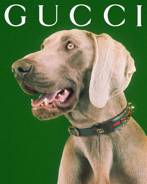 witte gucci pet|gucci dogs for sale.